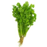 Atado de Cilantro x Und