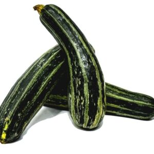 Calabacín verde x Lb