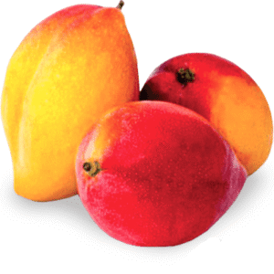 Mango Yulima x Lb