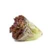 Lechuga morada und