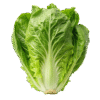 Lechuga romana und