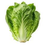 Lechuga romana und