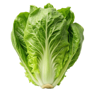 Lechuga romana und